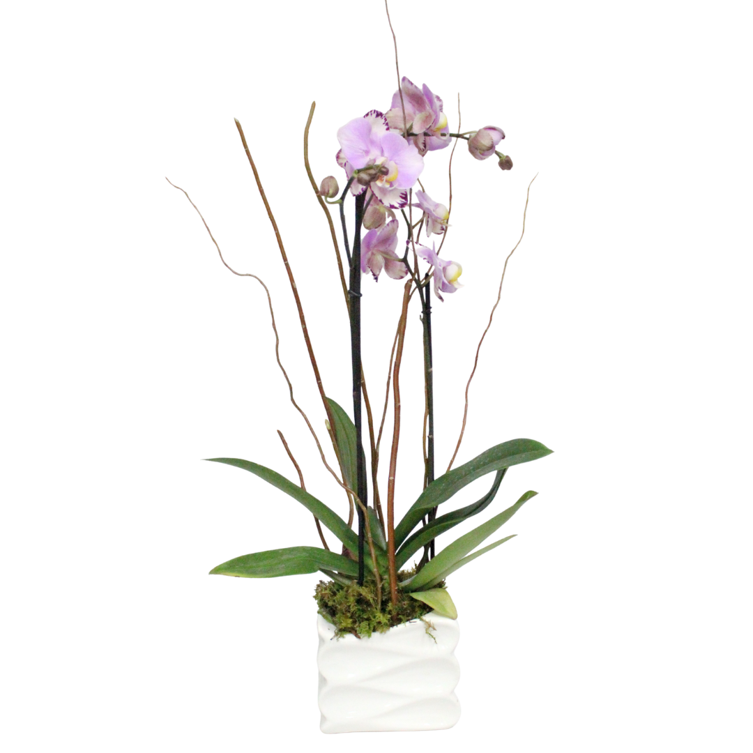 Orquídea Elegante