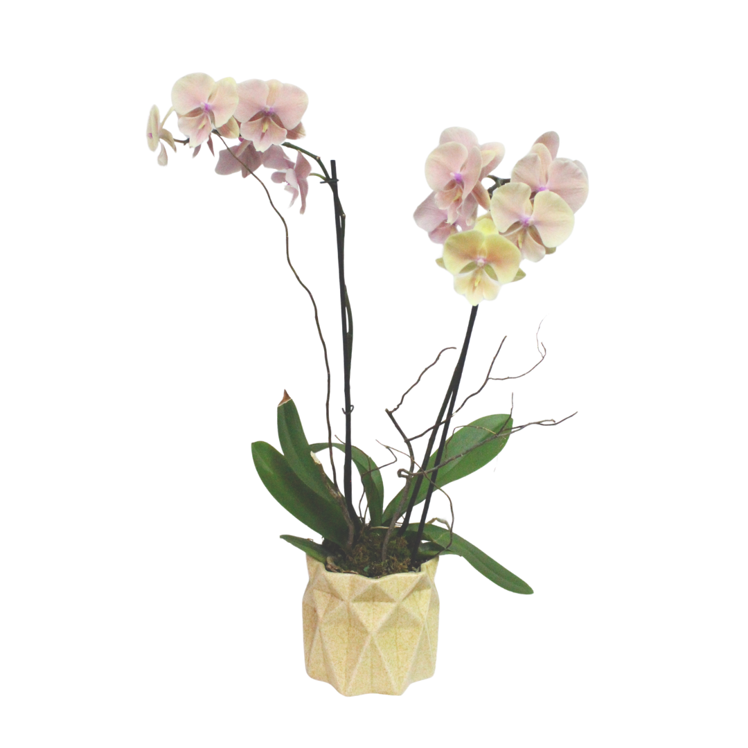 Orquídea Elegante