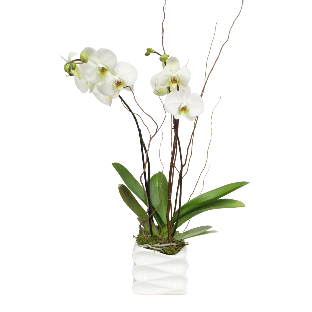 Orquídea Elegante