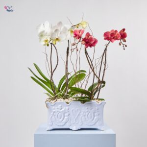 Maceta de plantas de orquideas